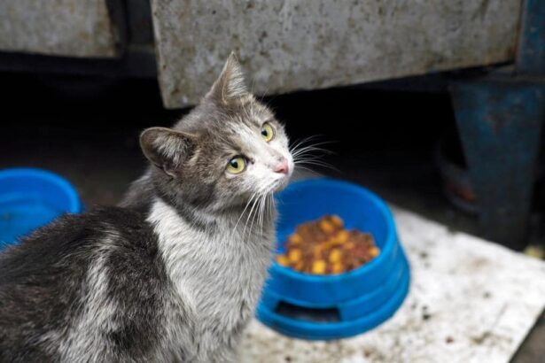 Should I Feed This Cat? A Guide to Feral, Stray, & Neighborhood Cats