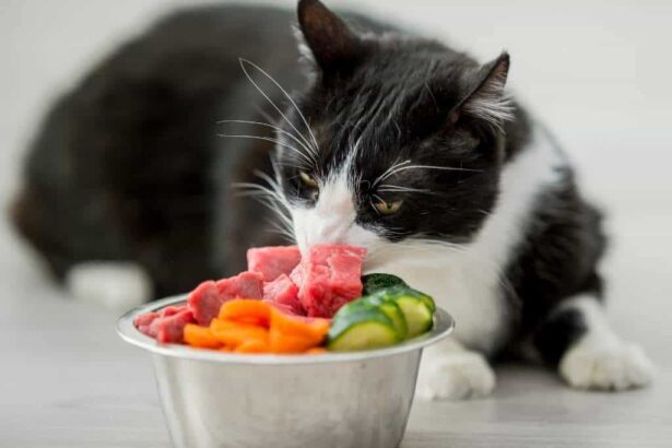 Essential Homemade Cat Food Supplements