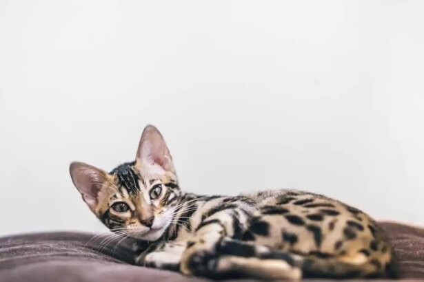 How to prepare for a new kitten