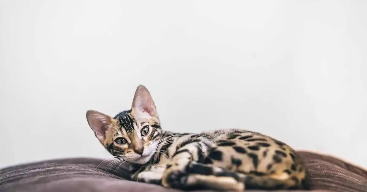 How to prepare for a new kitten
