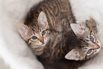 How to socialise your kitten
