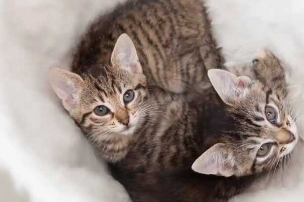 How to socialise your kitten