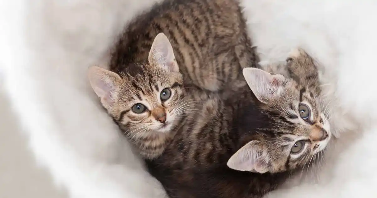 How to socialise your kitten