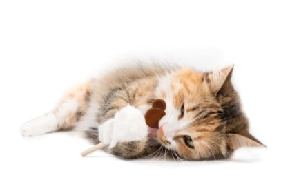 Can cats eat chocolate? | Our Vets in Seattle