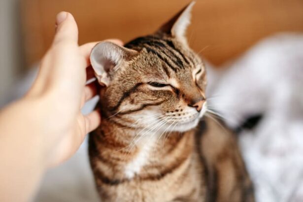 Signs & Treatment of Ear Infection in Cats