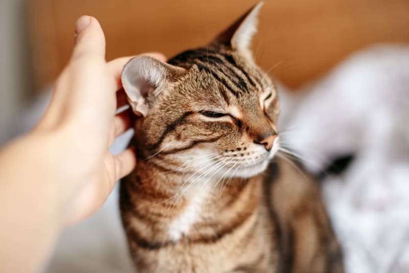 Signs & Treatment of Ear Infection in Cats