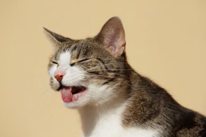 My cat won't stop vomiting: What to do & When to Worry