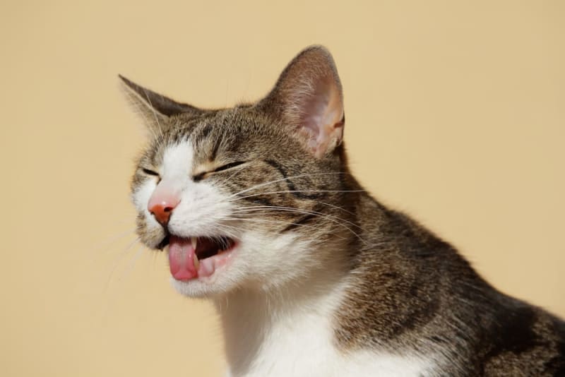My cat won't stop vomiting: What to do & When to Worry