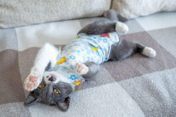 Getting Your Cat Fixed: When and What To Know
