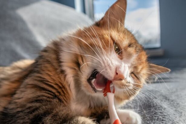 Gingivitis in Cats: Symptoms, Causes & Treatments