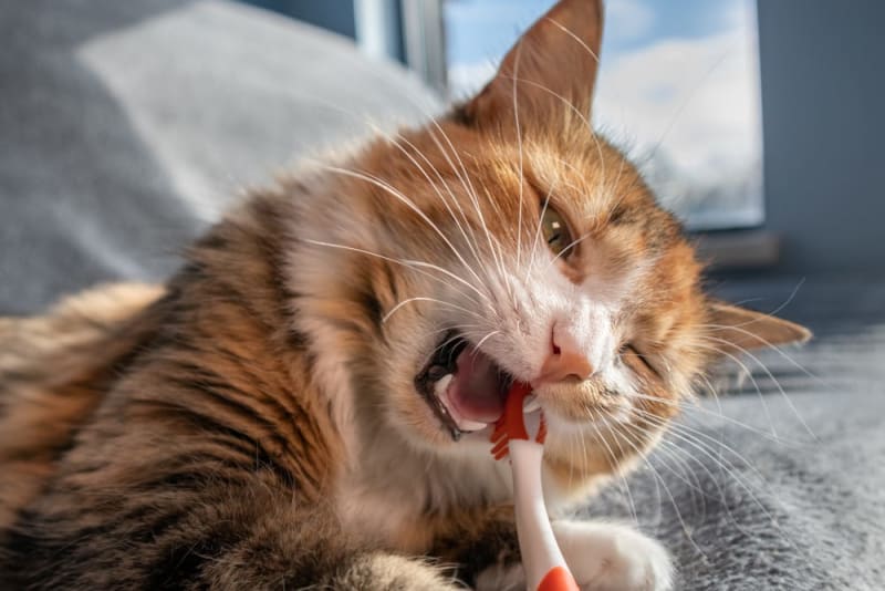 Gingivitis in Cats: Symptoms, Causes & Treatments