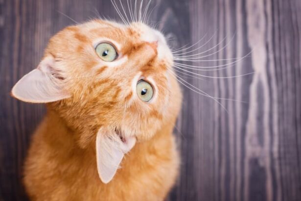 Why are my cat's ears warm? | Cat Clinic of Seattle