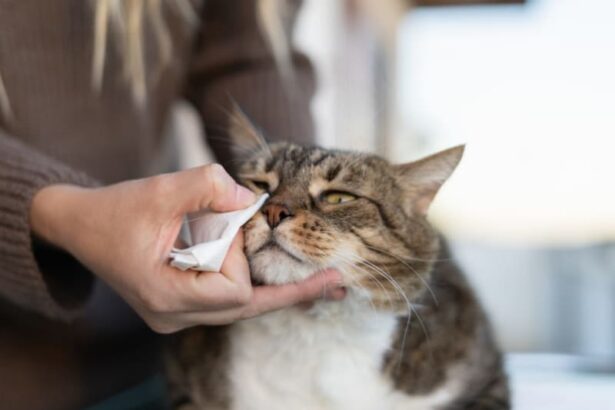The Most Common Food Allergies in Cats