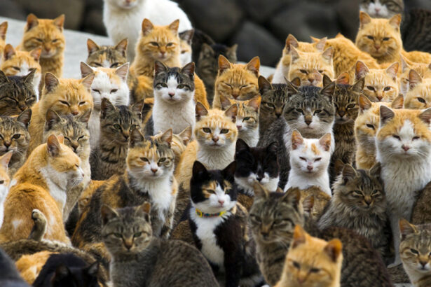 Unleash Your Inner Cat Lover with These Top Japan Travel Tips