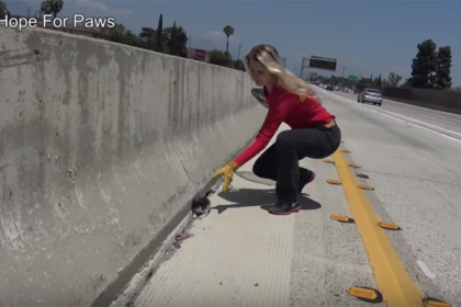 Kitten Dumped In The Middle Of A 6 Lane Freeway [VIDEO]
