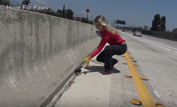 Kitten Dumped In The Middle Of A 6 Lane Freeway [VIDEO]