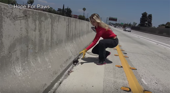 Kitten Dumped In The Middle Of A 6 Lane Freeway [VIDEO]