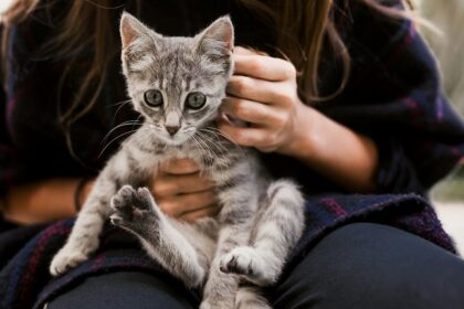 Little girl playing with her kitten