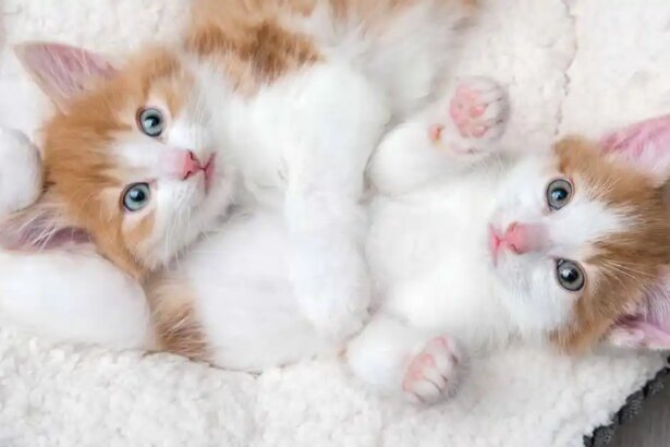 Kitten Care - Your Cat