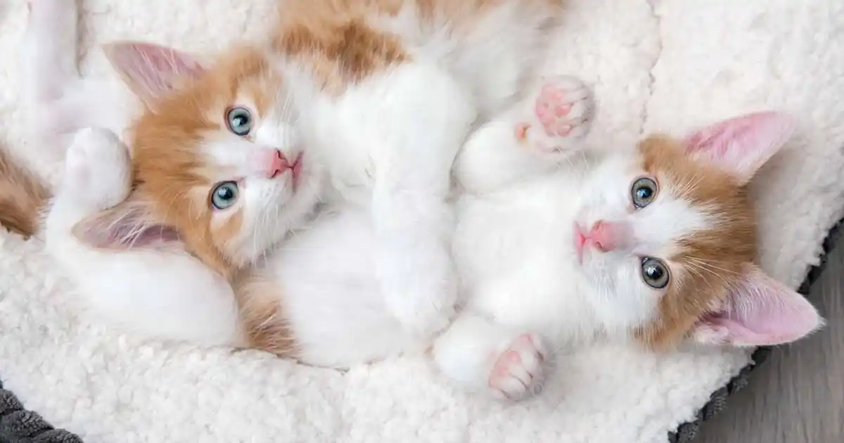 Kitten Care - Your Cat