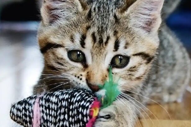 The best way to play with a kitten