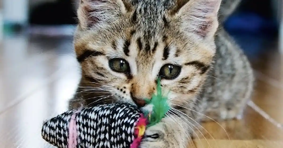The best way to play with a kitten
