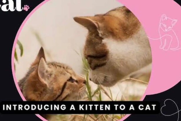 Introducing a kitten to a cat