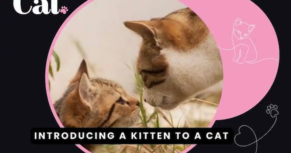 Introducing a kitten to a cat