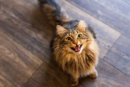 long haired brown tabby cat meowing