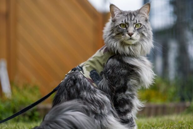 10 Cat Breeds with Remarkable Climbing Skills