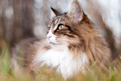 Long-haired tabby cat sitting in the grass