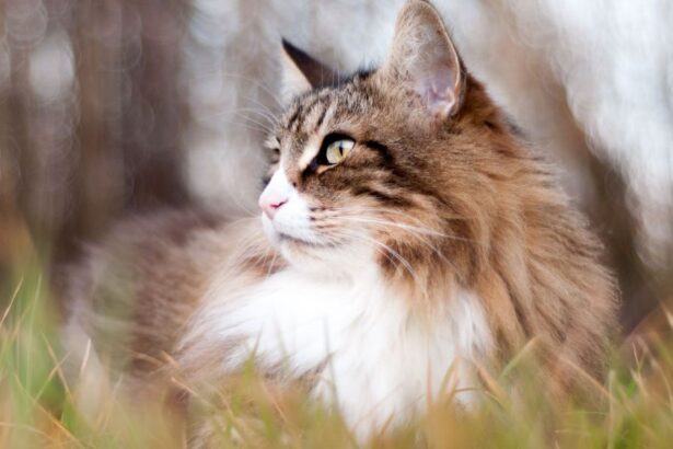 Long-haired tabby cat sitting in the grass