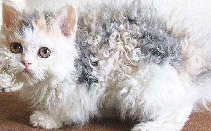 'Poodle Cats', Curly-Coated Cuties