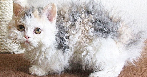 'Poodle Cats', Curly-Coated Cuties