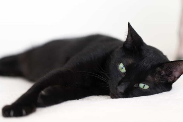 ricardo-avelar-HWITVrdSmgE-unsplash-scaled The secret fabulousness of black cats human animal bond cat myths cat adoption black cats