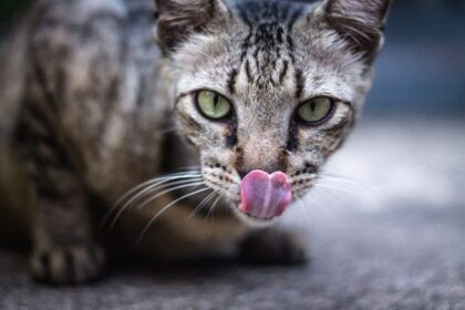 4 Best Vet Recommended Dry Cat Food Brands