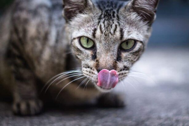 4 Best Vet Recommended Dry Cat Food Brands