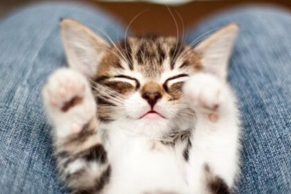 Socializing Your Kitten: What You Need To Know