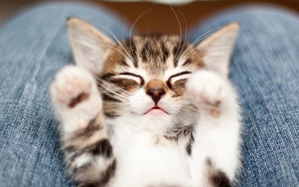 Socializing Your Kitten: What You Need To Know