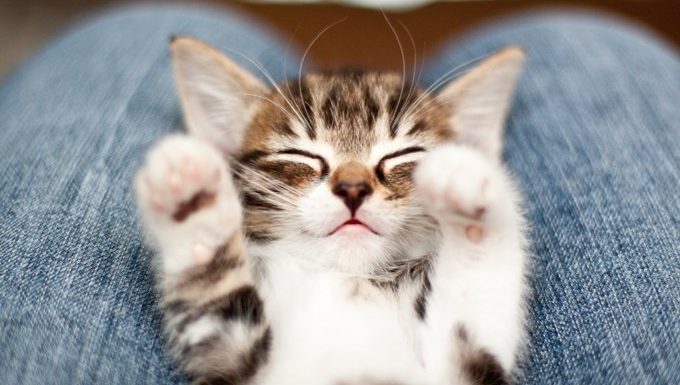 Socializing Your Kitten: What You Need To Know