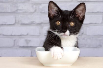 Cats cover their food: Tuxedo kitten covering its food bowl with its paw, displaying a playful and resourceful behavior