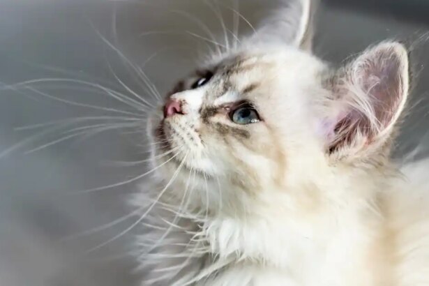 Will my kitten be short or longhaired?