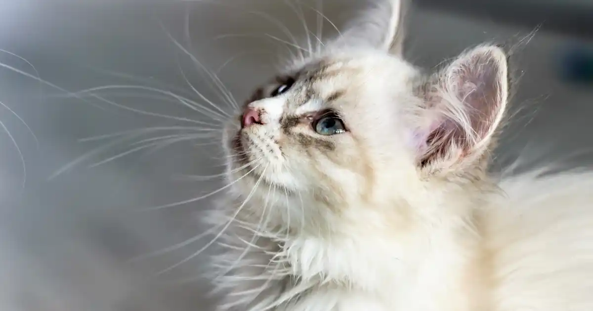 Will my kitten be short or longhaired?