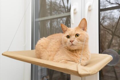 DIY Pet Projects: Fun and Easy Crafts for Your Furry Friend