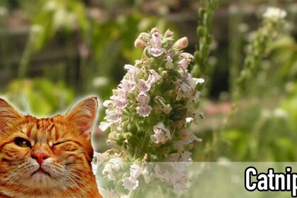 The Truth About Catnip: How It Affects Your Cat and How to Use It Safely