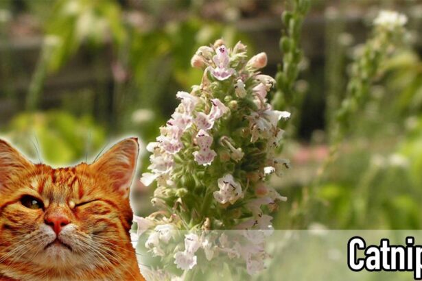 The Truth About Catnip: How It Affects Your Cat and How to Use It Safely