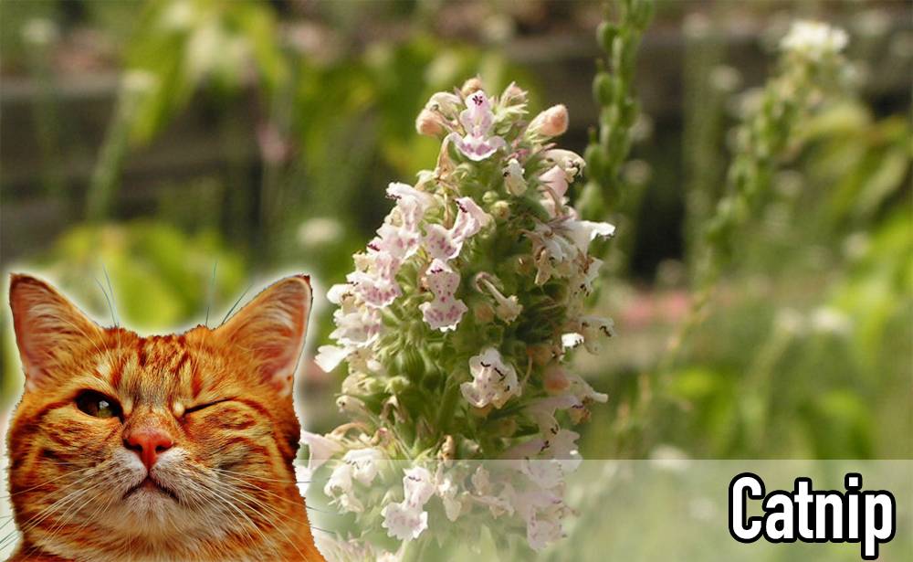 The Truth About Catnip: How It Affects Your Cat and How to Use It Safely