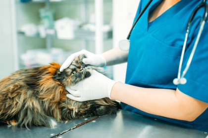 Dental Health For Cats - Your Cat Needs a Dentist, Too!