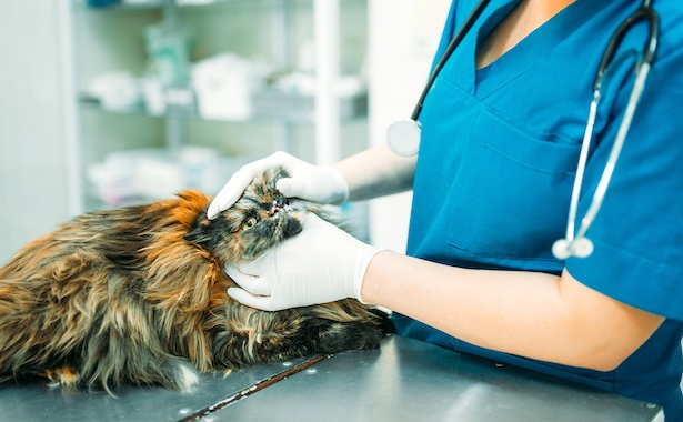 Dental Health For Cats - Your Cat Needs a Dentist, Too!