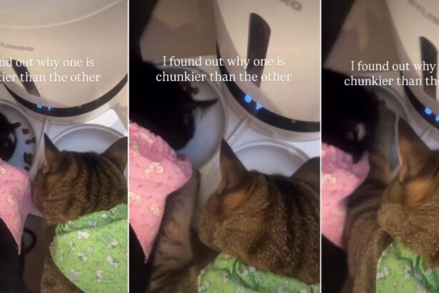 Owner Finally Understands Why One Cat Is ‘Chunkier’ Than the Other